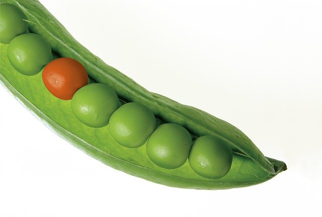 Pea pod with one odd pea
